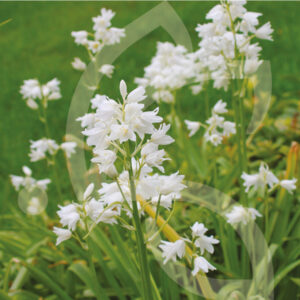 Scille Campanulée Blanc