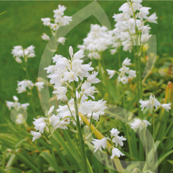 Scille Campanulée Blanc