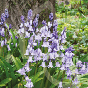 Scille Campanulée Bleu