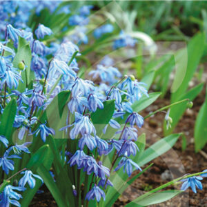 Scille de Sibérie Bleu