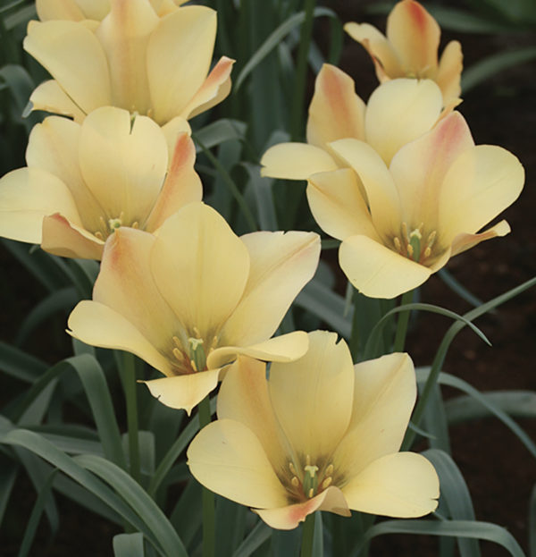 tulipe