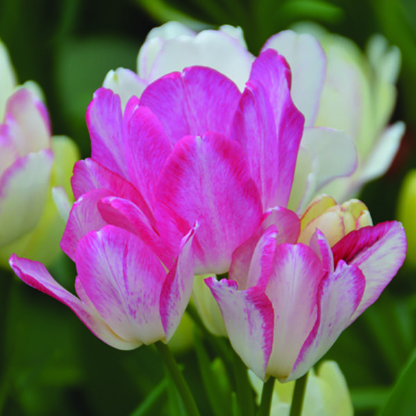 Tulipe