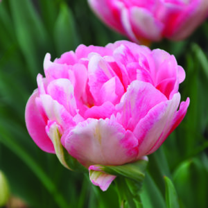 Tulipe