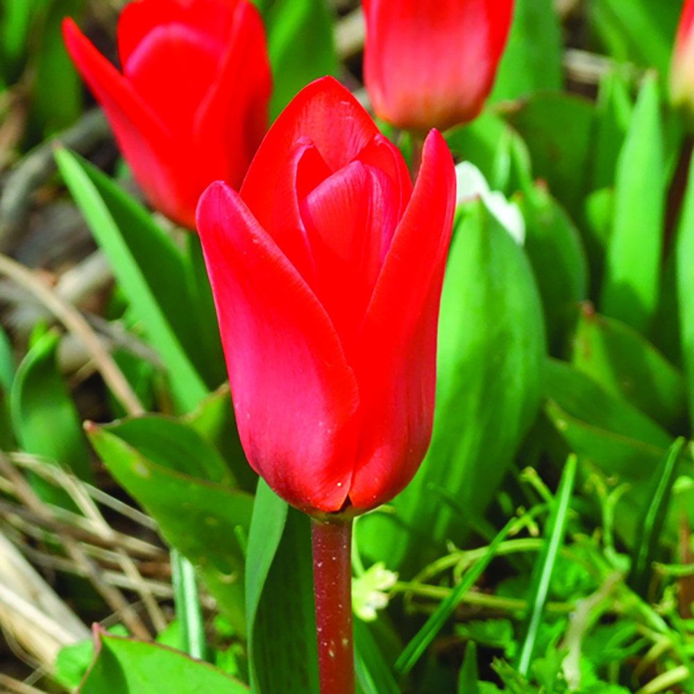 Tulipe Kaufmanniana Showwinner NOVAFLORE
