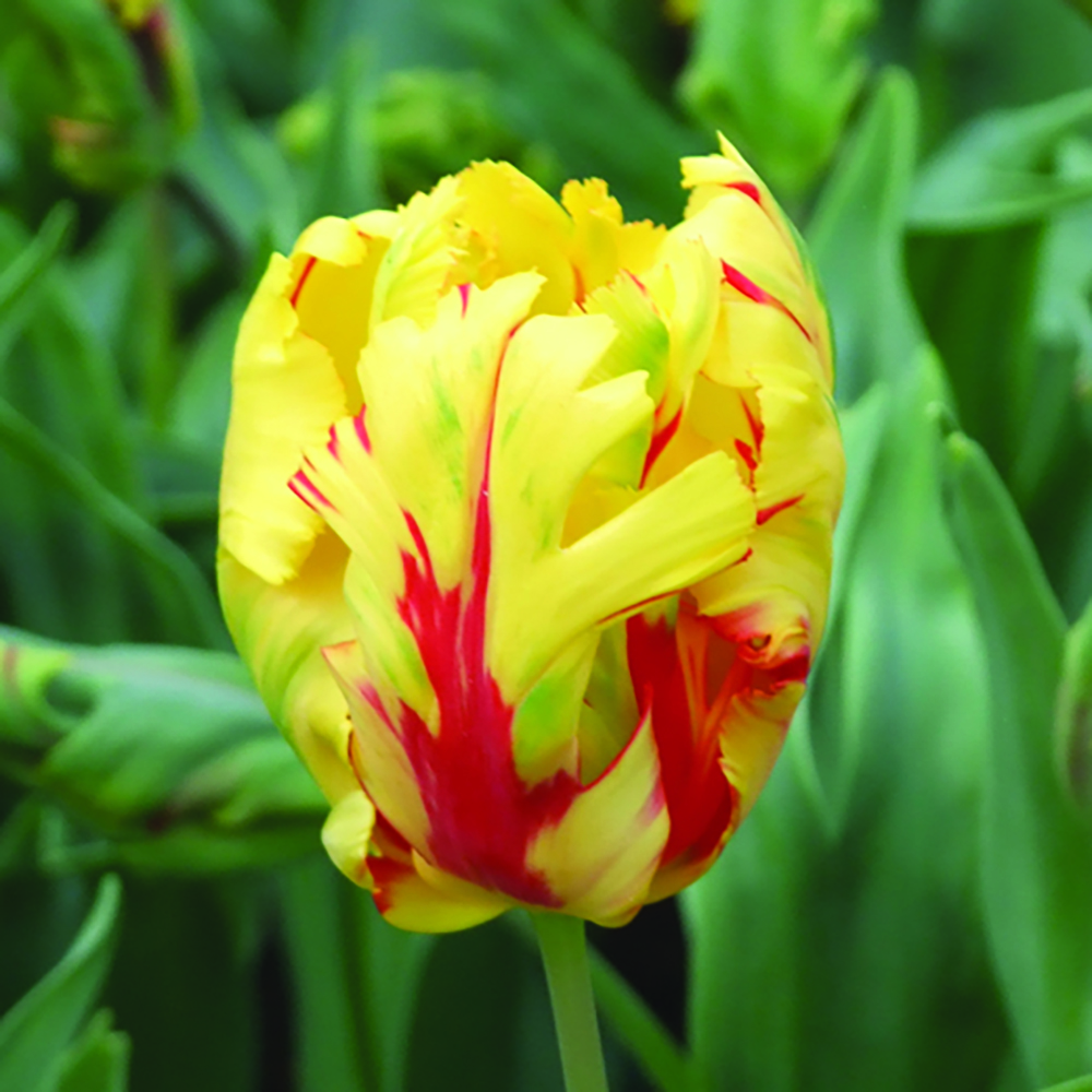 Tulipe Perroquet Texas Flame NOVAFLORE