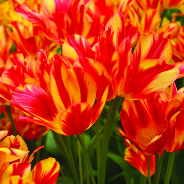 Tulipe