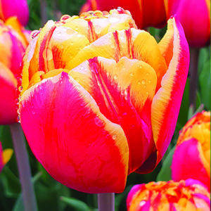 Tulipe