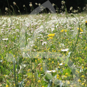 Api’Flore Biodiversité Connect