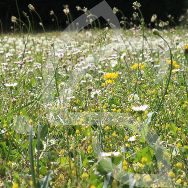 Api’Flore Biodiversité Connect