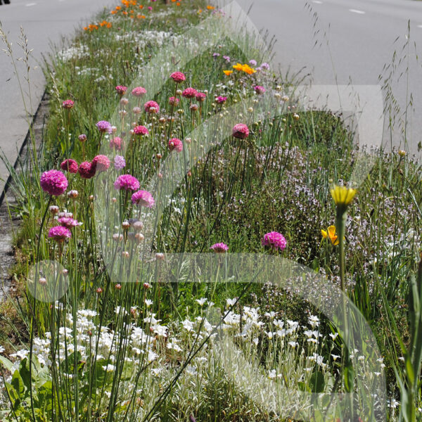 Api'Flore Gazon Fleuri Sol Sec Connect