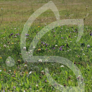 Api’Flore Sol Classique Connect