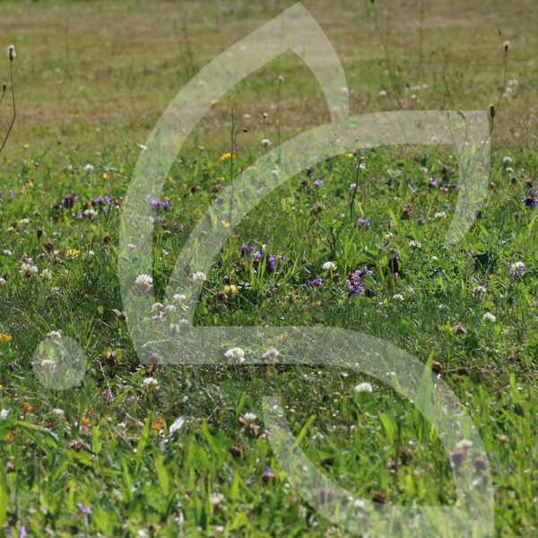 Api’Flore Sol Classique Connect