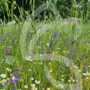 Flori'Vivaces Ornementales Connect