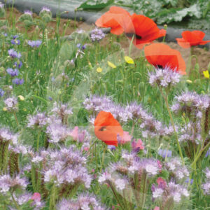 Pollinisation