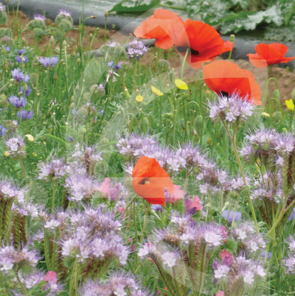 Pollinisation