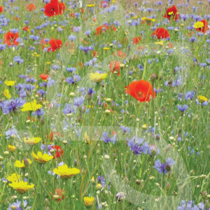 Pollinisation Sauvage