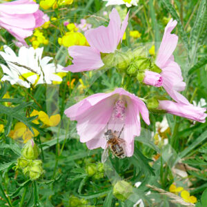 Pollinisation Vivace
