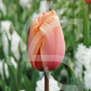 Tulipe Darwin Hybride Apricot Impression