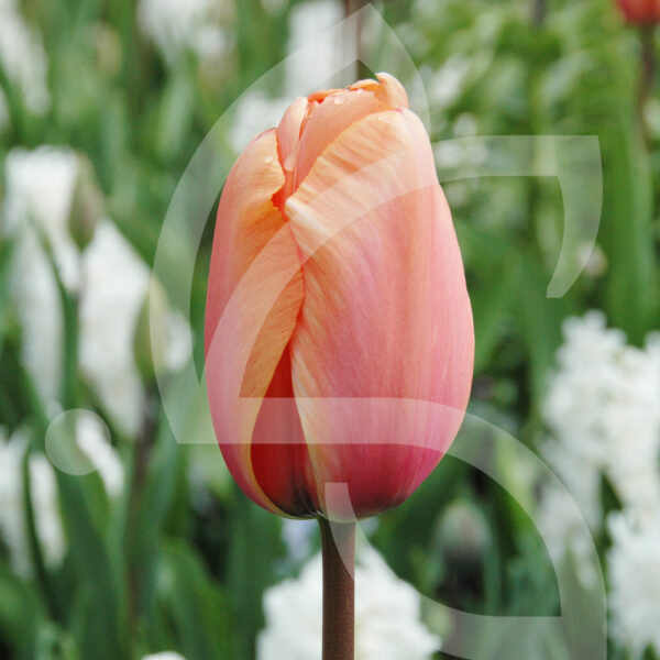 Tulipe Darwin Hybride Apricot Impression