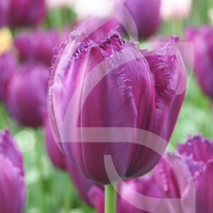 Tulipe Frangee Curly Sue