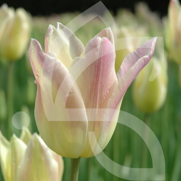 Tulipe Fleur de Lys Elegant Lady