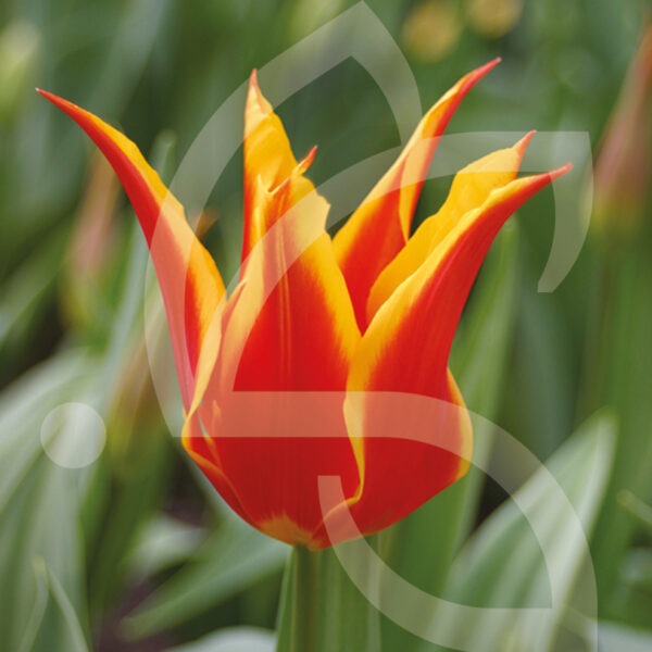 Tulipe Fleur de Lys Fly Away