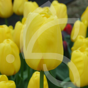 Tulipe Triomphe Caractère