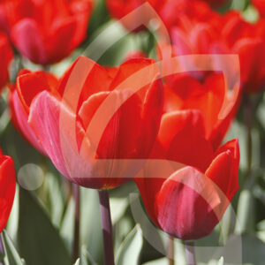 Tulipe Triomphe Couleur Cardinal