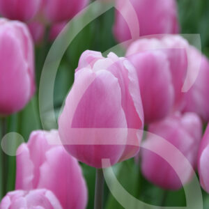 Tulipe Triomphe Pink Flag