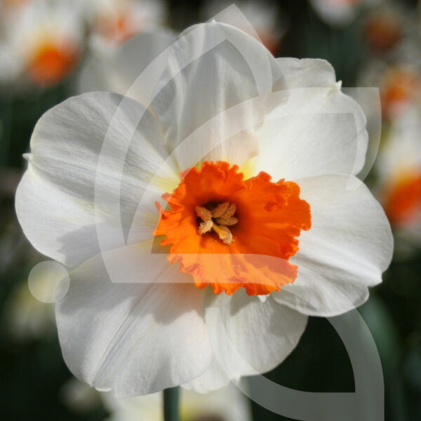 Narcisse Petite Coupe Barret Browning