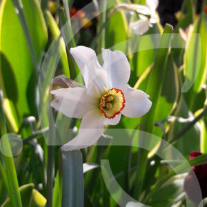 Narcisse Poéticus Récurvus