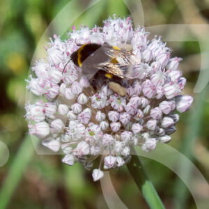 Allium Ping-Pong