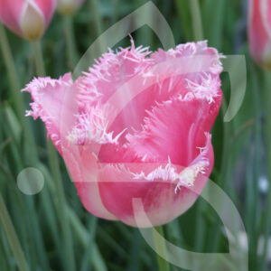 Tulipe Frangee Fancy Frills