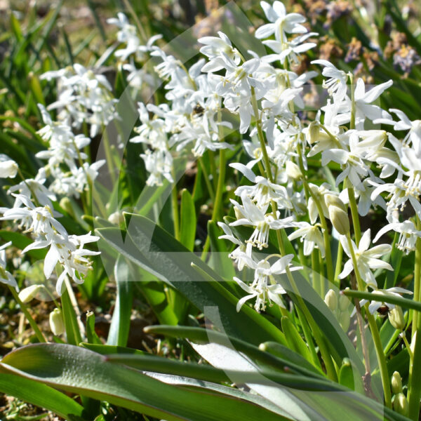 Scille de Sibérie Blanc