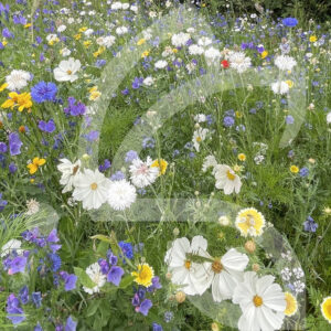 Miellée Pollinisateurs Sauvages Connect