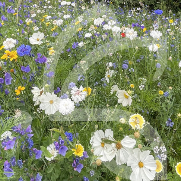 Miellée Pollinisateurs Sauvages Connect