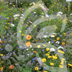 Miellée Pollinisateurs Sauvages Connect