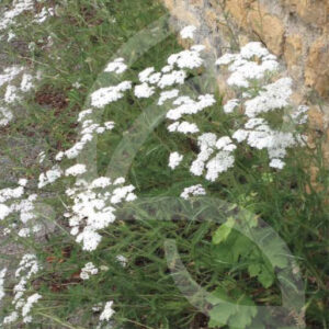 Bio Couv' Connect Pied de Mur Sauvages