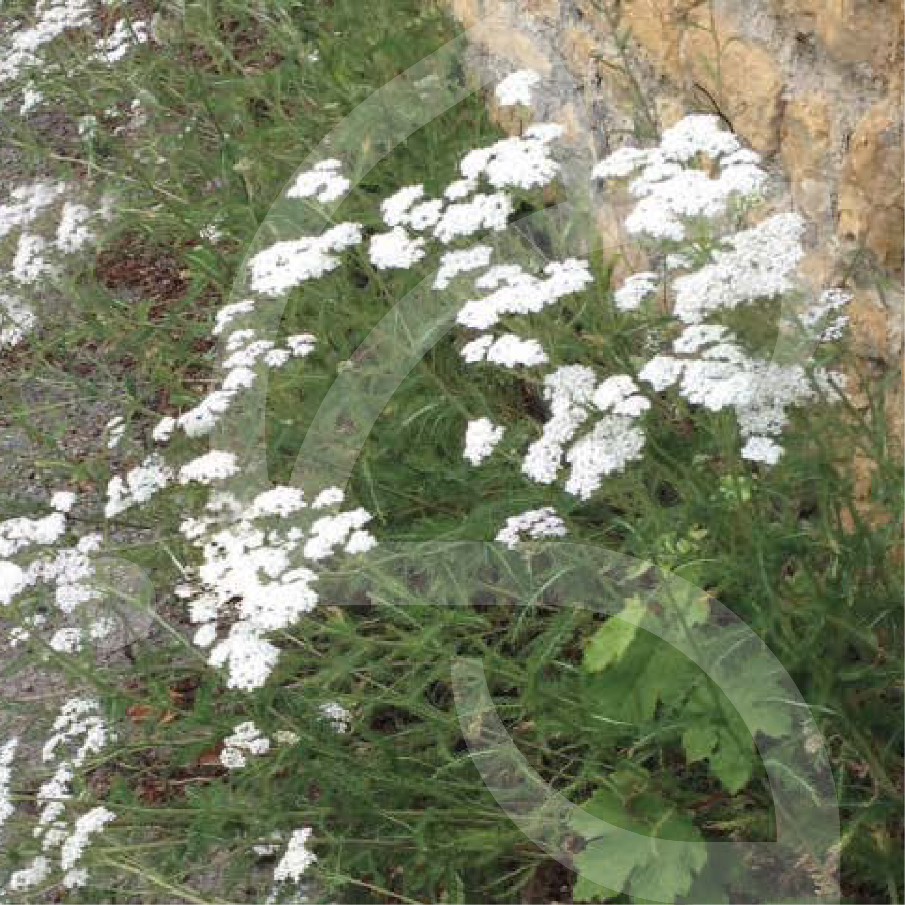 Bio Couv' Connect Pied de Mur Sauvages