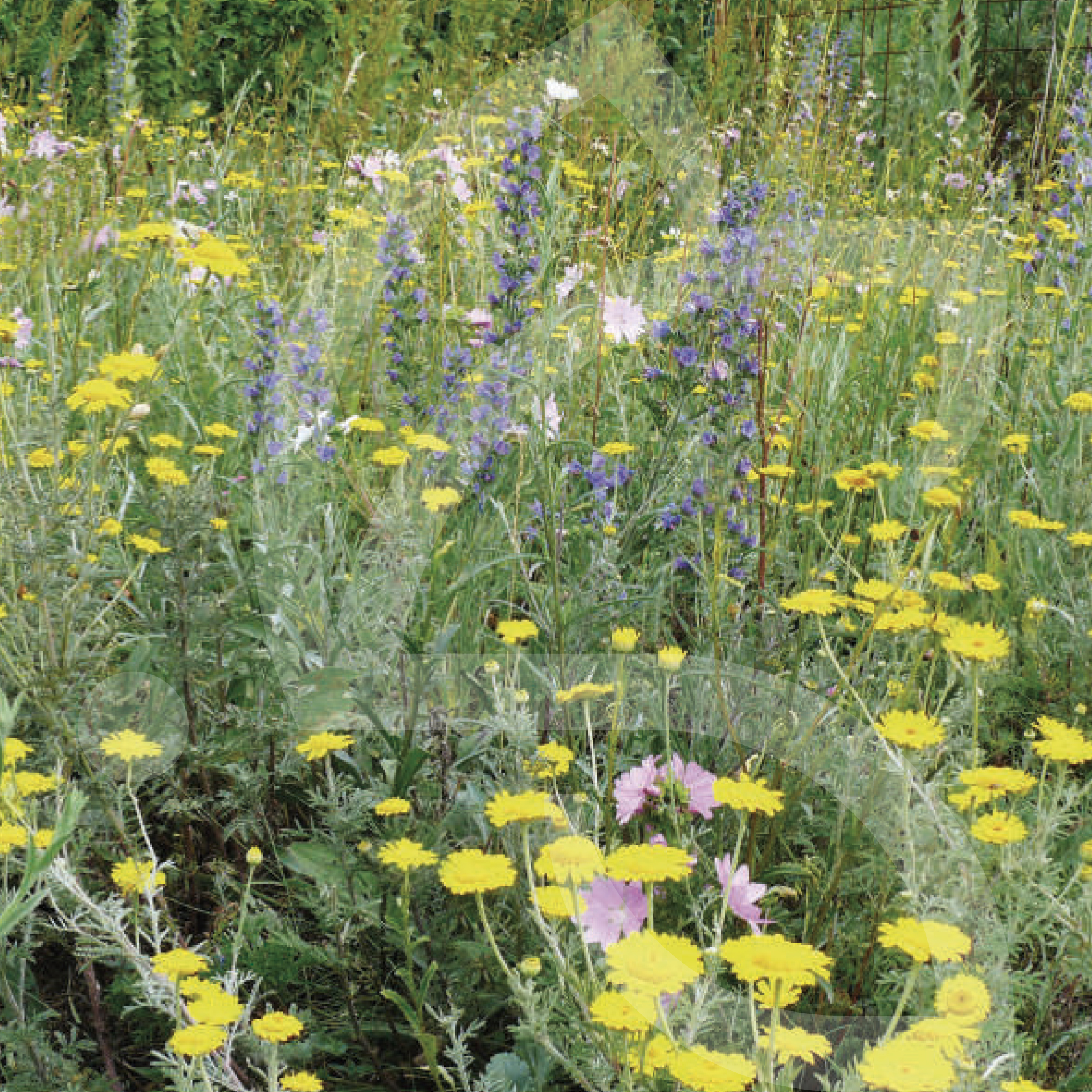 Flori'Vivaces Pollinisateurs Connect