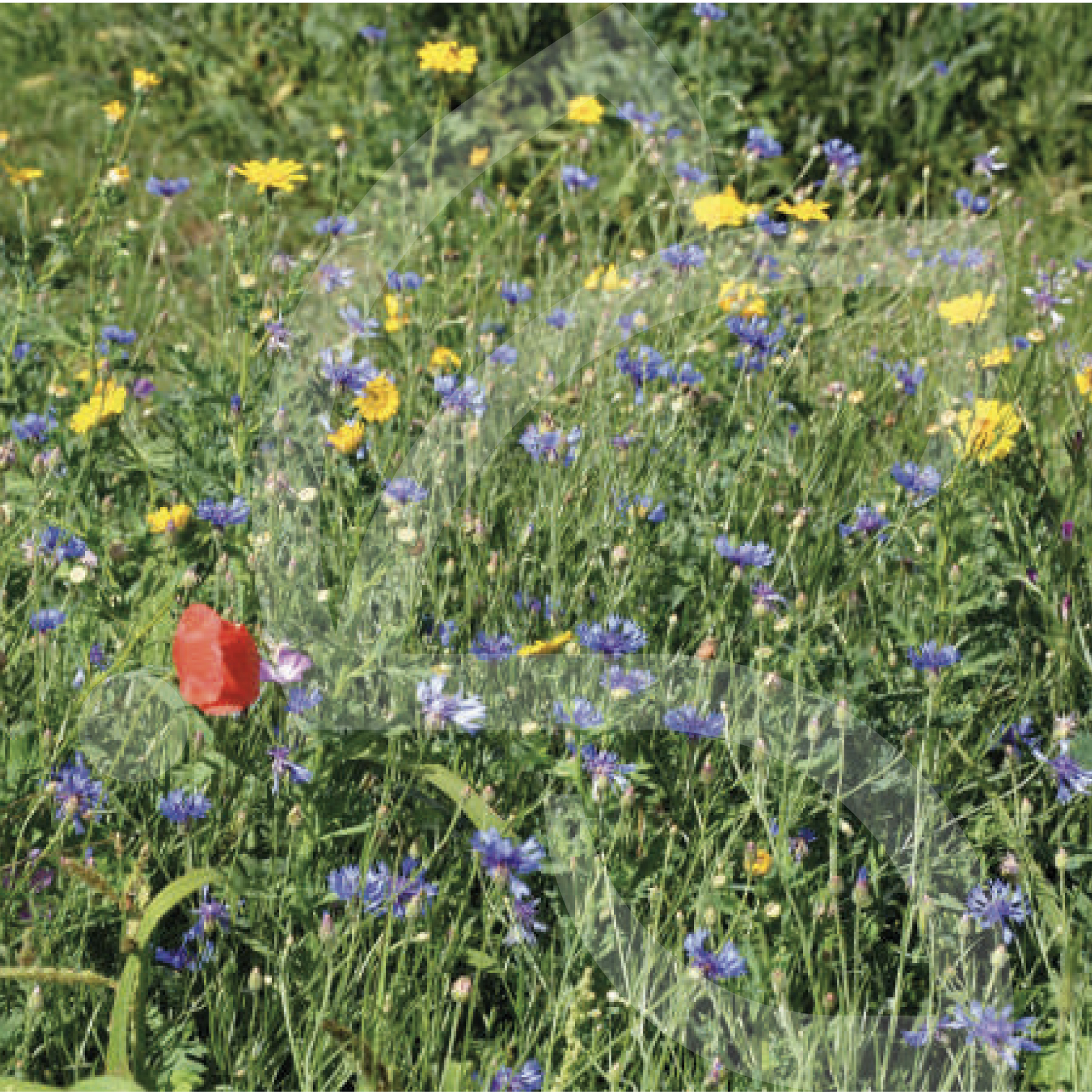 Natura Oiseaux Connect