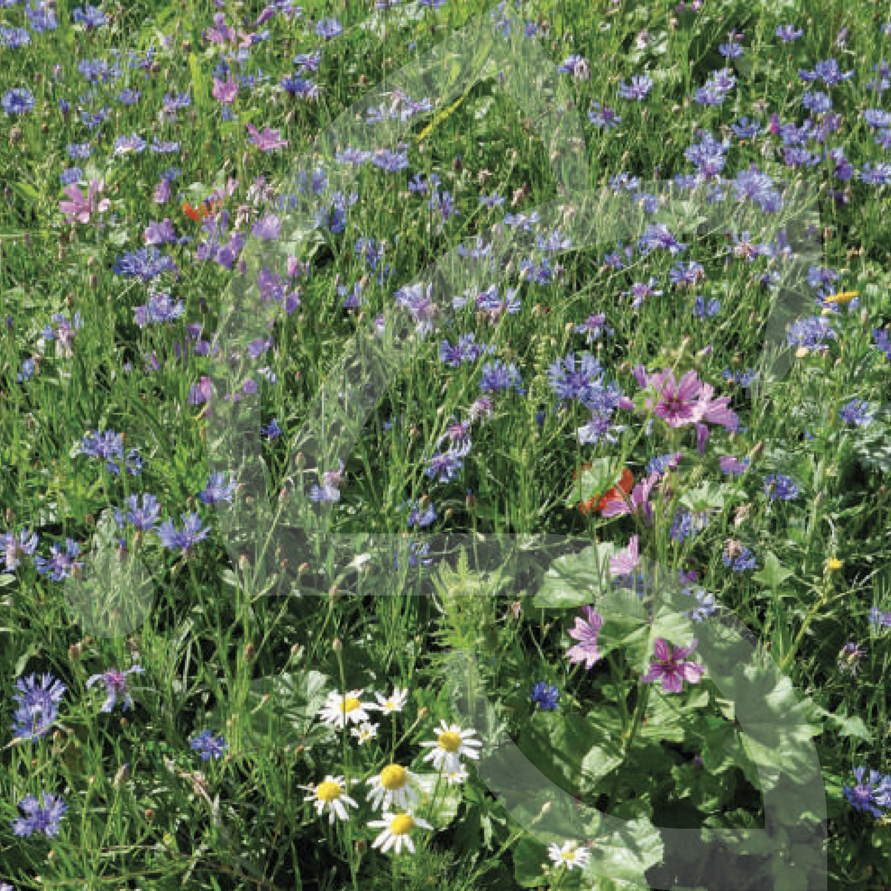 Natura zone Ombrée Connect