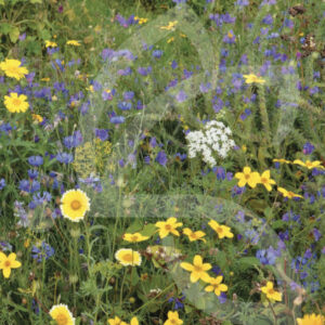 PBI Annuelles Connect