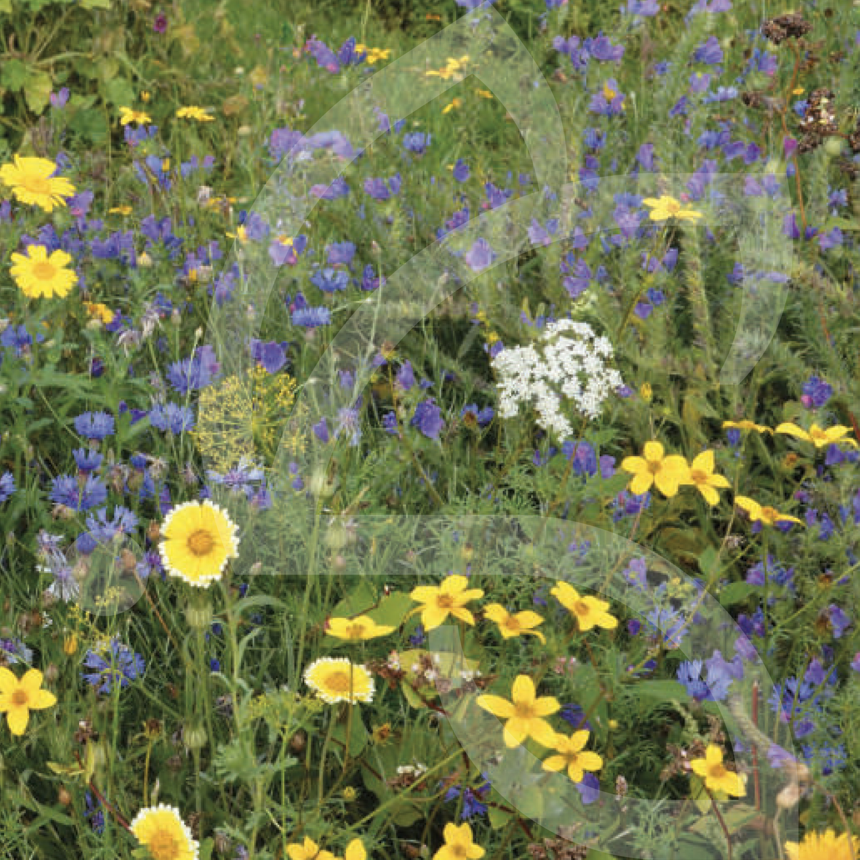 PBI Annuelles Connect