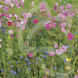 Papillons Annuelles et Vivaces Connect