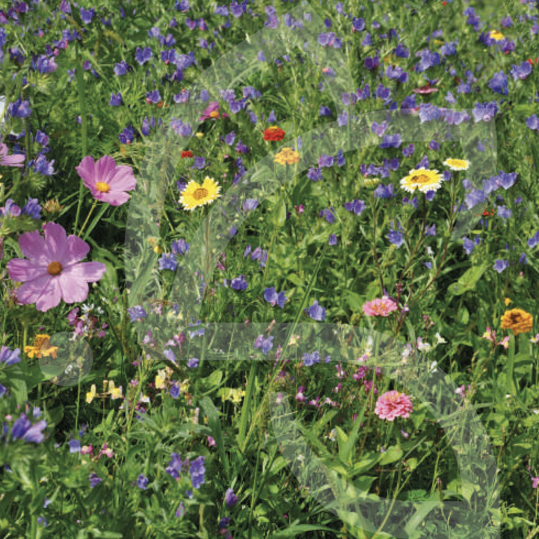 Papillons Annuelles et Vivaces Court Connect