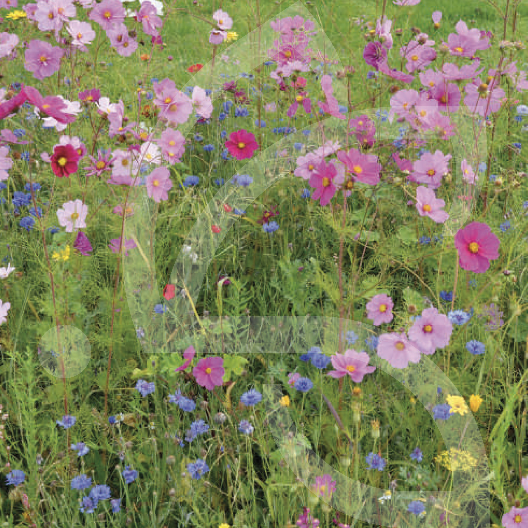 Papillons Annuelles et Vivaces Connect