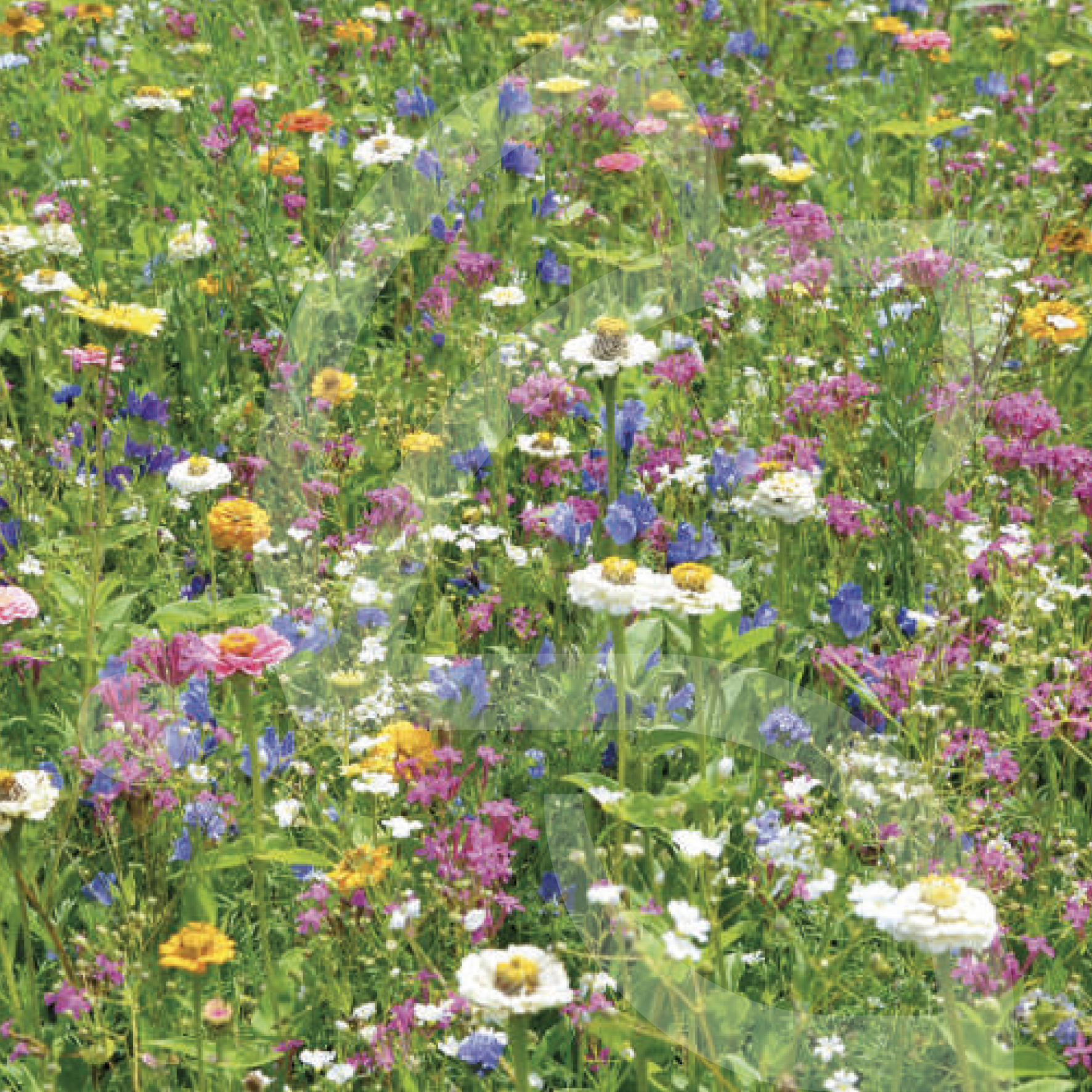 Tom-Pouce Samba Connect