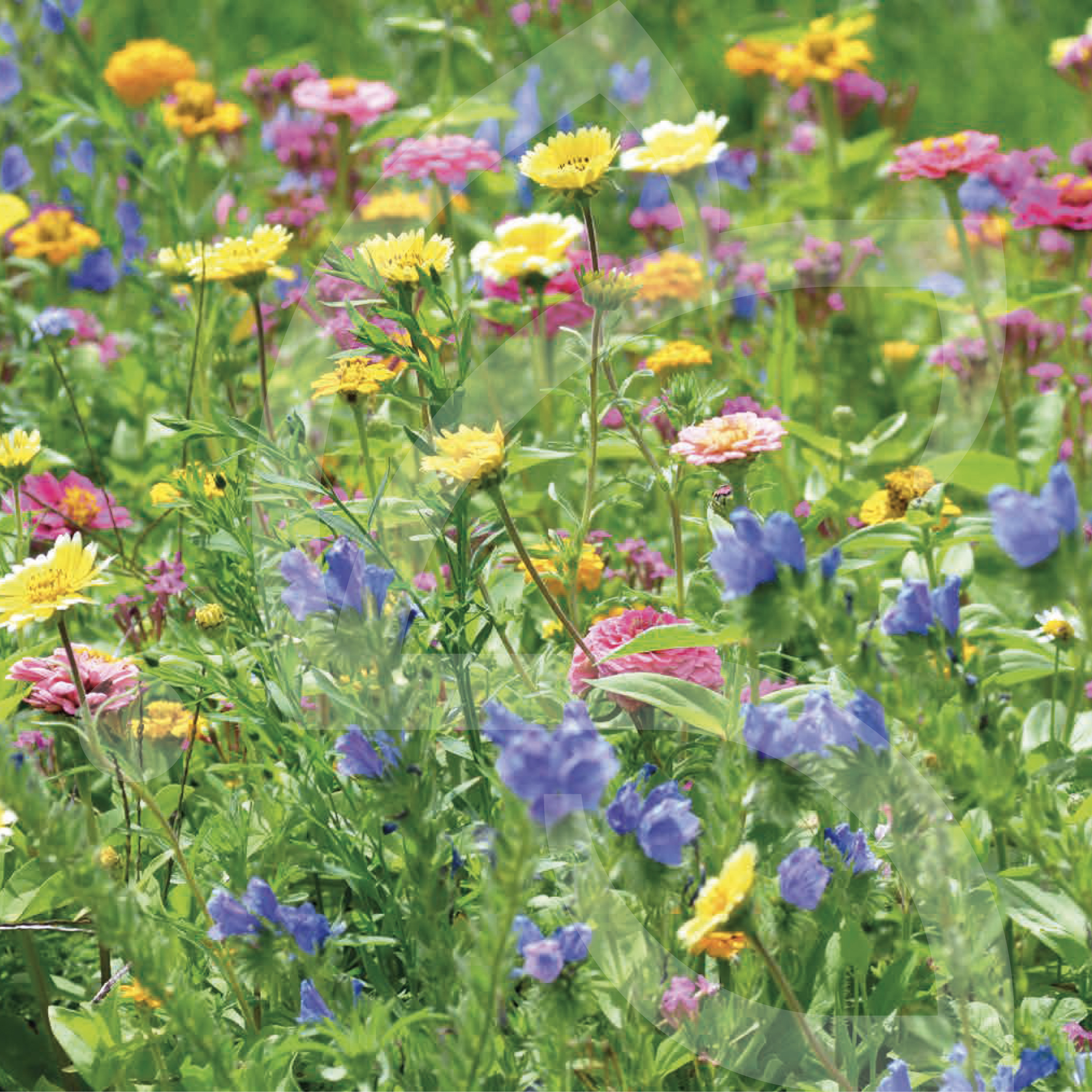 Tom-Pouce Solstice Connect