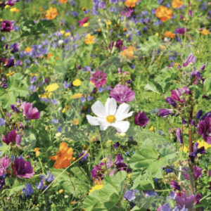 Miellée Annuelles Connect